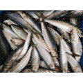 Full Sardine Fish Sardinella Aurita Rodada inteira